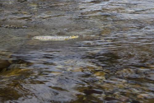 ice-fly-fishing-in-mountain-28