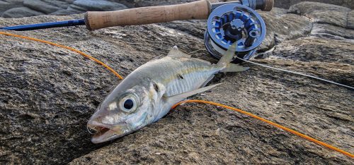 kavala-greece-salt-water-fly-fishing-07