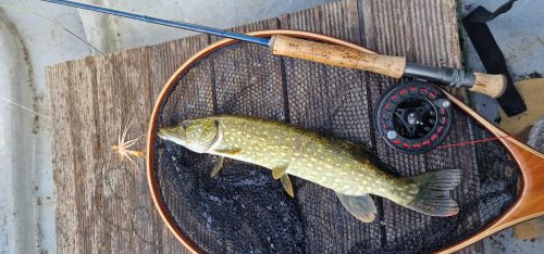 pike-fly-fishing-2023-02