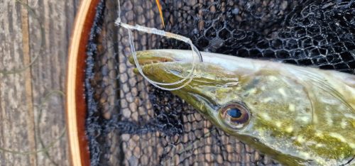 pike-fly-fishing-2023-11