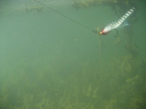 perch-from-iovkovci-04