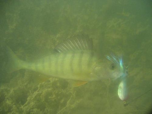 perch-from-iovkovci-05