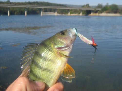 perch-from-iovkovci-06