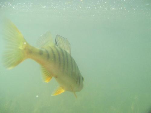 perch-from-iovkovci-07