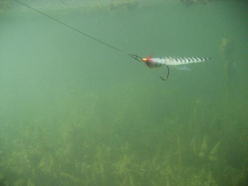 perch-from-iovkovci-09