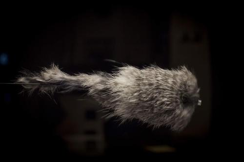 pike-streamer-37
