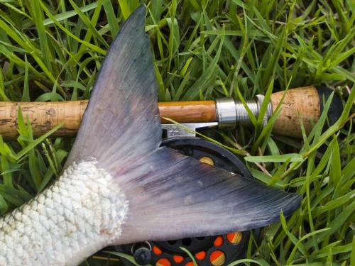 raf-the-new-asp-fly-07