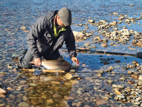 salmon-fishing-dee-river-2023-28