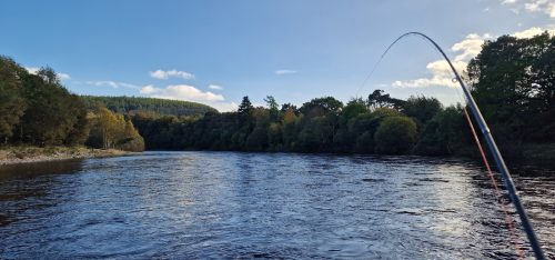 salmon-fishing-dee-river-2023-34
