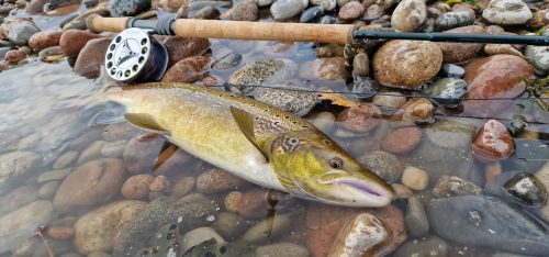 salmon-fishing-dee-river-2023-37
