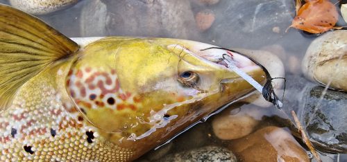 salmon-fishing-dee-river-2023-38