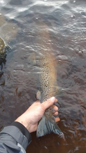 salmon-fishing-south-tyne-river-2018-22