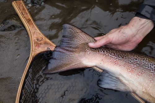 salmon-fishing-south-tyne-river-2018-55