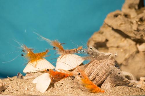 shrimps-01