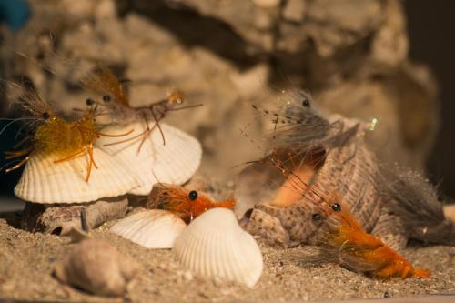 shrimps-02
