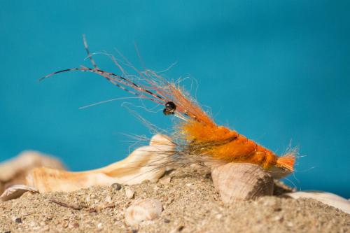shrimps-03