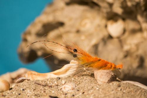 shrimps-05