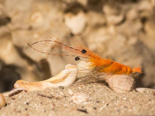 shrimps-06