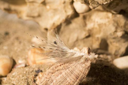 shrimps-07