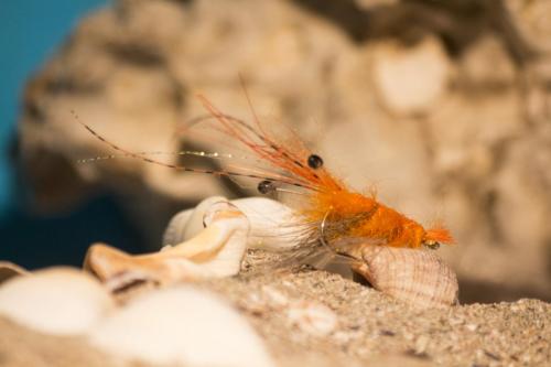 shrimps-08