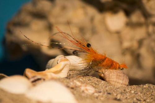shrimps-09