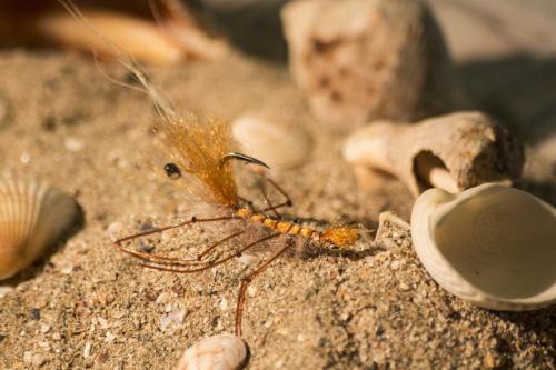 shrimps-11