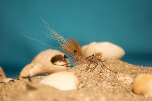 shrimps-12