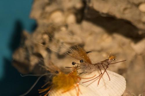 shrimps-13