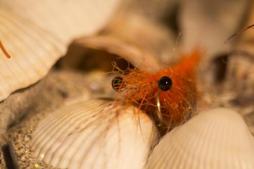 shrimps-14