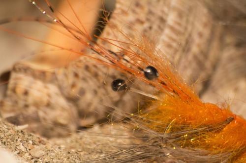 shrimps-15