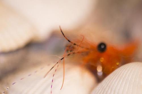 shrimps-16