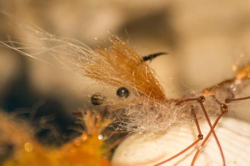 shrimps-17