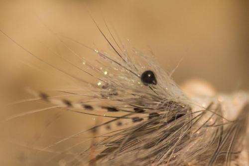shrimps-18