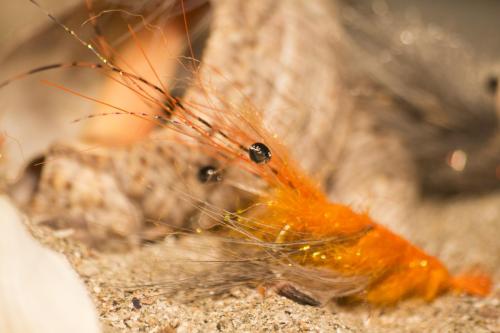 shrimps-19