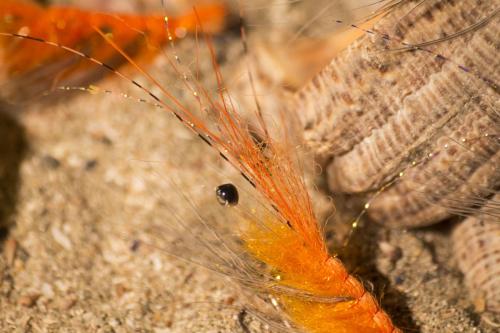 shrimps-20