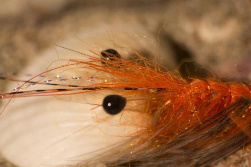 shrimps-21