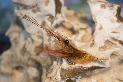 shrimps-22