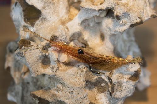 shrimps-23