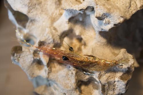 shrimps-24