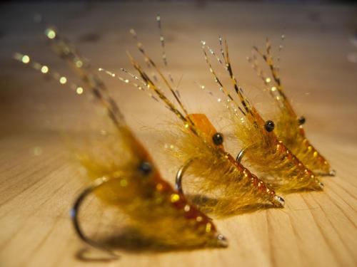small-shrimps-12