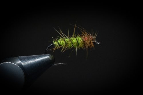 Super Pupa Sweden