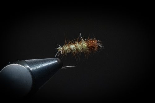Super Pupa Sweden