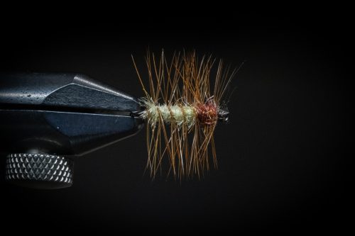 Super Pupa Sweden
