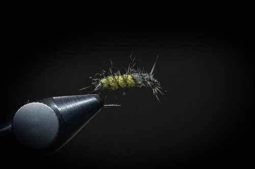 Super Pupa Sweden