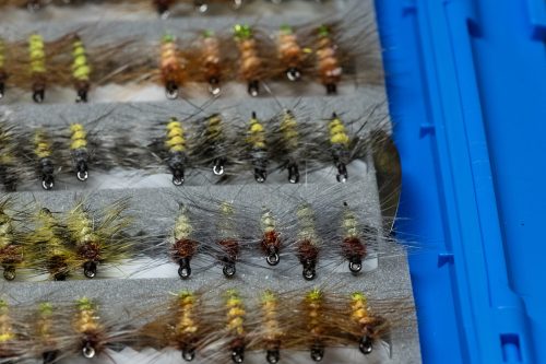 Super Pupa Sweden