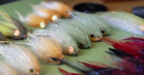 tiger-fish-streamers-39