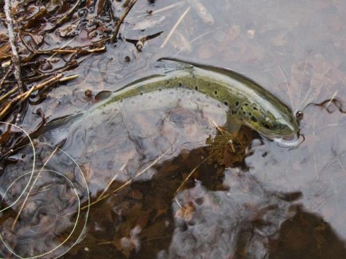 trout-between-heaven-and-hell-03