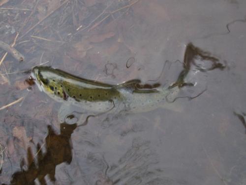 trout-between-heaven-and-hell-09