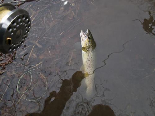 trout-between-heaven-and-hell-20