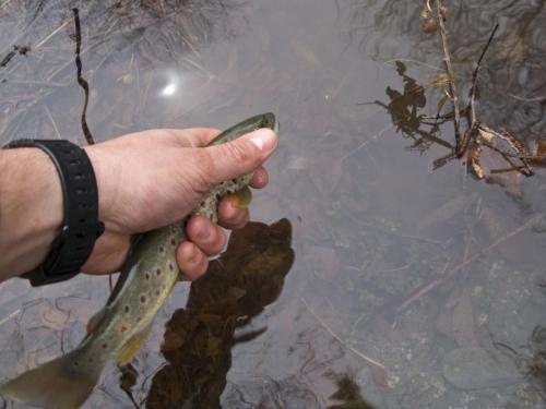 trout-between-heaven-and-hell-25
